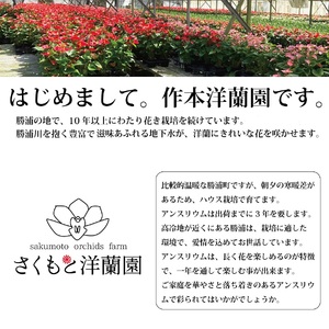 【ピンク】アンスリウム 7号鉢