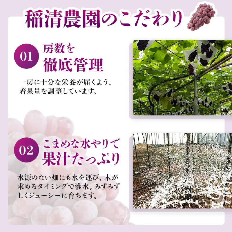 【2026年先行予約】数量限定 デラウェア3kg（15房前後）6月下旬～7月下旬発送特選 期間限定 ぶどう 葡萄 フルーツ 果物 くだもの 人気 贈答用 ギフト 先行予約 種なし旬 新鮮 家庭用 プレゼント 送料無料 贅沢 甘い