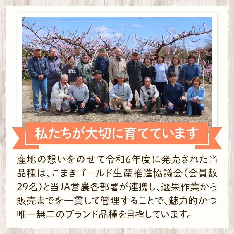 こまきゴールド（期間限定・数量限定）黄桃  新種黄桃 希少黄桃 早生黄桃 大玉黄桃[011O02]