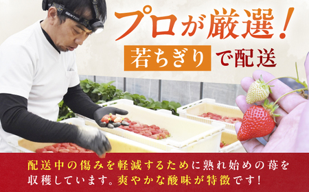 【2回定期便】いちご（あまおう）G等級 1ケース / あまおう[AFAB083]