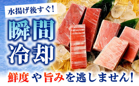 【全6回定期便】たね熟天然本まぐろ中トロ(320g)[AOCE032]マグロ