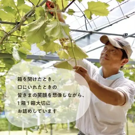 【発送月固定定期便】藤稔とシャインマスカットの人気セット! 各2.0kgの満足便!(岡山県産)全2回【配送不可地域：離島】【4068046】