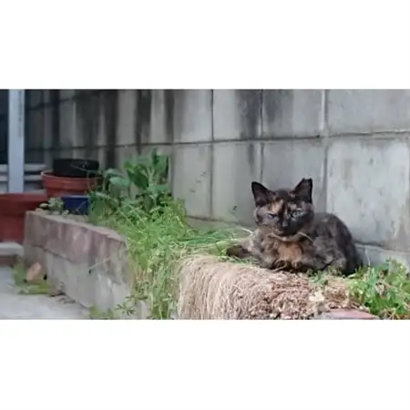 【返礼品なし】TNR活動(野良猫避妊・去勢手術助成金事業等)への寄附　1口:1,000円