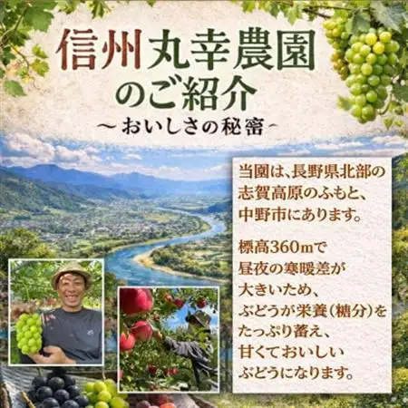 長野県中野市産のぶどう　2種食べ比べセット　計1kg(2～3房)【配送不可地域：離島】【1609757】