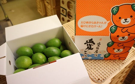 【2026年先行予約】レモン グリーンレモン 愛媛 温室レモン ハウスレモン 2kg 【8月上旬から順次発送予定】 数量限定 檸檬 柑橘 フルーツ ビタミン 国産 伊予市｜C132
