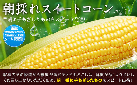 【ふるなびWEEK対象】とうもろこし 20本 とうもろこし【着日指定不可】