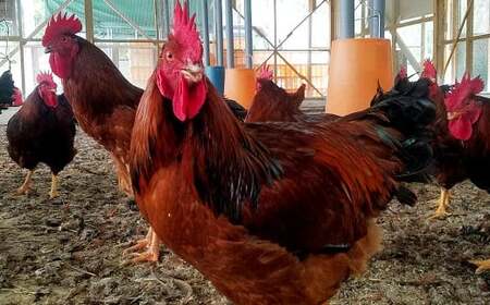 くまもと直送 天草大王 地鶏鍋セット（3～4人前）鶏 鶏肉 地鶏 つみれ団子 つみれ だご麺 鍋