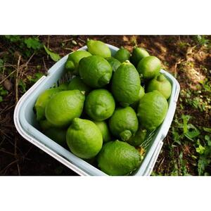 レモネード　900ml×3本セット