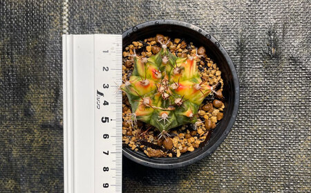 ギムノカリキウム ミハノビッチ 3株 Gymnocalycium mihanovichii 長与町/アグリューム[EAI223] 