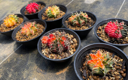 ギムノカリキウム ミハノビッチ 8株 Gymnocalycium mihanovichii 長与町/アグリューム[EAI225] 