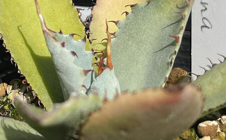 サンセベリア ボンセレンシスドワーフ ＆ アガベ グアダラハラナ 各1株 sansevieria boncellensis dwarf ＆ Agave guadalajarana 長与町/アグリューム[EAI237] 
