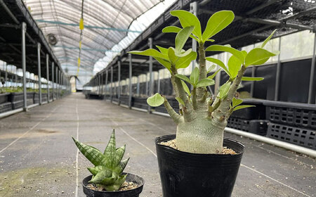 サンセベリア ボンセレンシスドワーフ ＆ アデニウム アラビカム 各1株 sansevieria boncellensis dwarf ＆ Adenium arabicum 長与町/アグリューム[EAI244] 