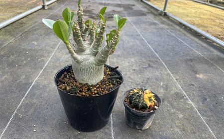 ギムノカリキウム ミハノビッチ ＆ アデニウム アラビカム 各1株 Gymnocalycium mihanovichii ＆ Adenium arabicum 長与町/アグリューム[EAI245] 