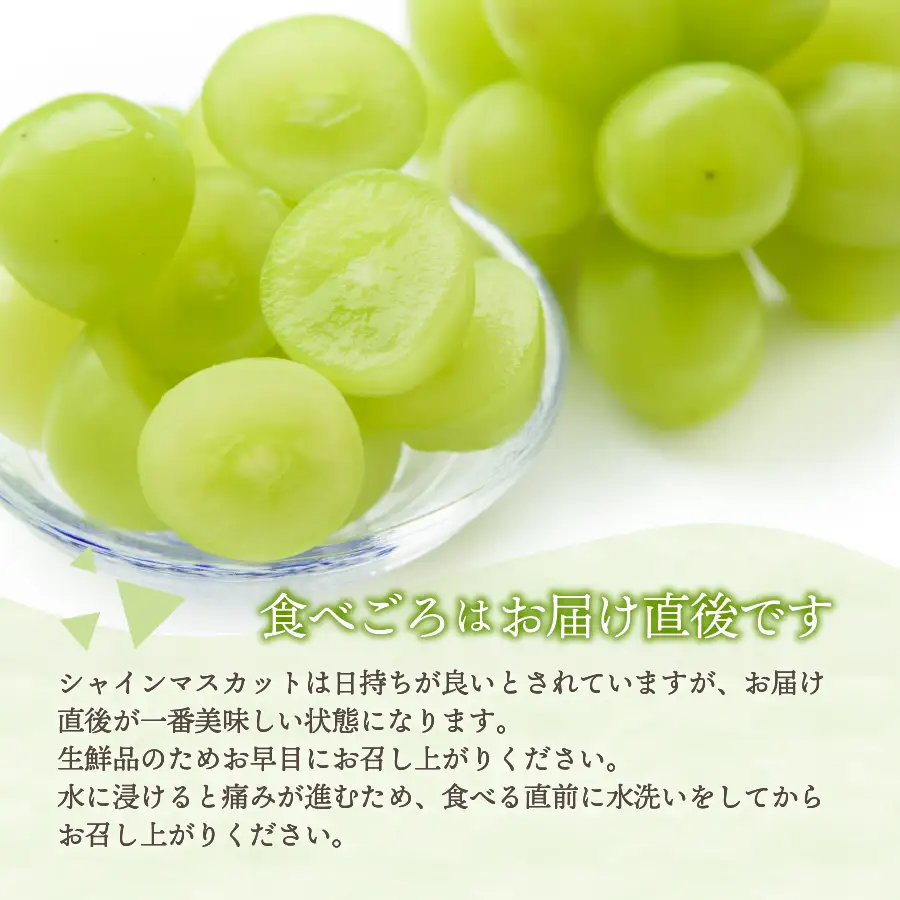 厳選シャインマスカット1kg以上×3回配送【2026年発送】シャインマスカット定期便
