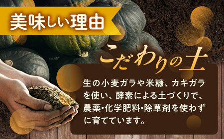 【先行予約】北海道 かぼちゃ ダークホース 2個 【9月中旬以降発送】足寄町/足寄アグリバイオ株式会社[BEAC009]