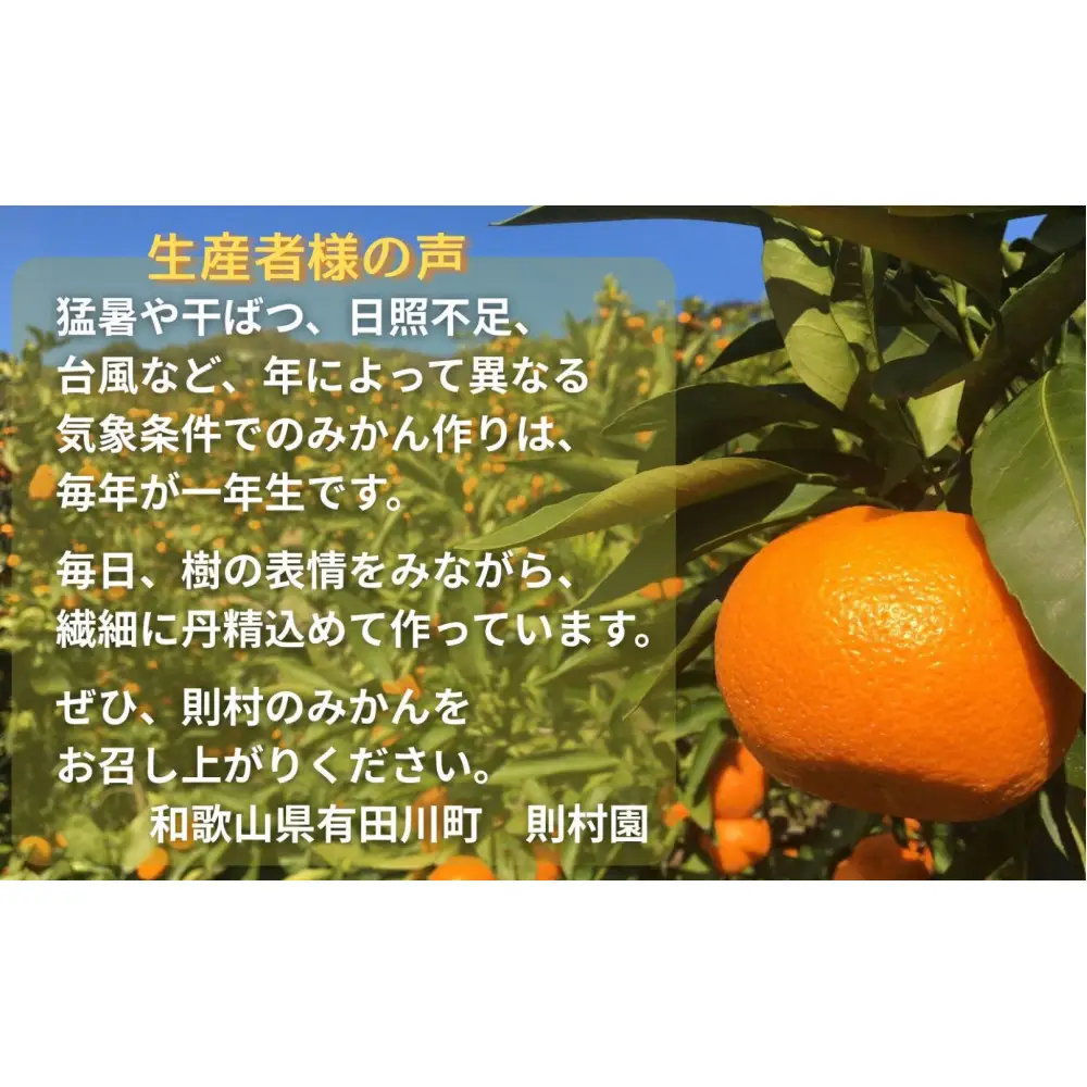 則村園産 有田みかん 10kg 温州みかん みかん 蜜柑 甘い 甘いみかん 有田 有田川町 和歌山