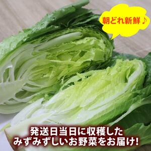 野菜セット 9品目 以上 野菜セット