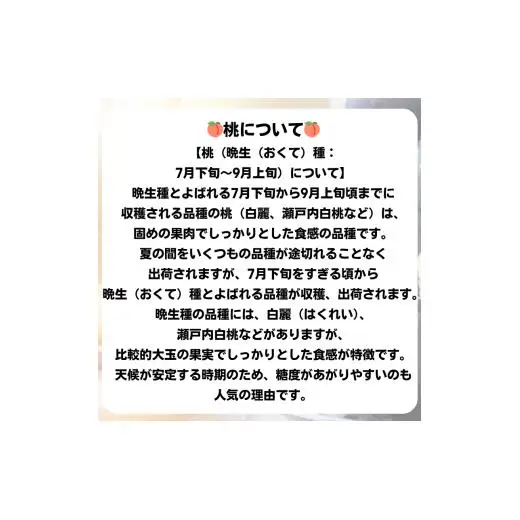 詰合せ 白桃 晩生種 2玉 ニューピオーネ 1房 合計約1.0kg 岡山県産 【先行予約 2026年8月下旬から順次発送】