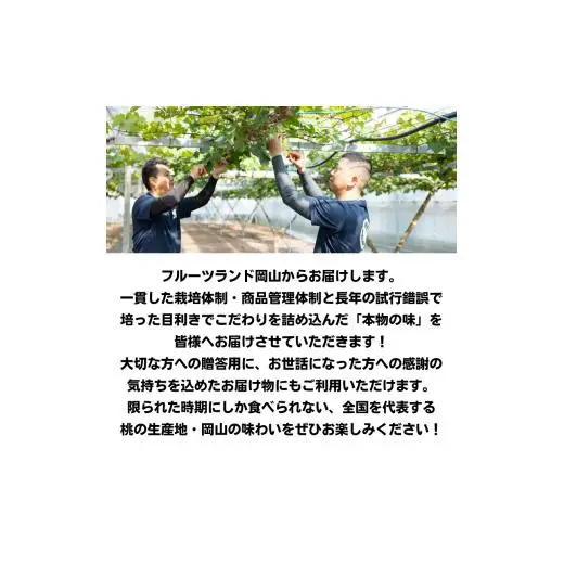 白桃 5玉 約1.3kg 岡山県産 【先行予約 2026年7月上旬から順次発送】