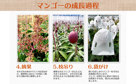 【2026年発送】県知事賞受賞　サンフルーツ糸満　マンゴー秀品　約1kg 産地直送 先行予約 フルーツ 果物 くだもの アップルマンゴー アップル アーウィン種 濃厚 デザート 贅沢 旬の果物 甘い おすすめ プレゼント 贈答 冷蔵 国産 沖縄 沖縄県産
