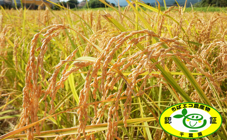 《令和７年産》田代農園『長狭米 ゆうだい21（一等米）』【玄米６kg】　[0018-0017]