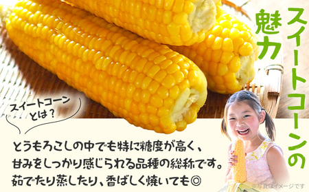 完熟 スイートコーン 数量限定 とうもろこし 【朝採り】4kg 先行予約 産地直送 