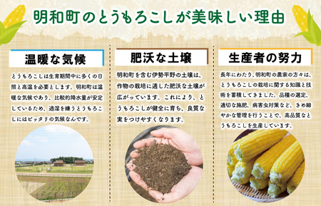 明和町産 朝採れ とうもろこし ゴールドラッシュ 10本～12本 BBQ 人気 トウモロコシ 生 野菜 新鮮 採れたて 産地直送 朝どれ 甘い 期間限定 国産 旬 夏野菜 きたむら