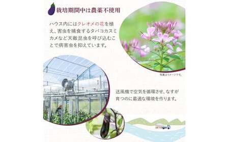 【予約受付】【期間限定】 焼いてトロける！三浦農園のトロなす2kg 栽培期間中農薬・化学肥料不使用 ／Fms-16 農産物 新鮮 焼きナス 野菜 大量 