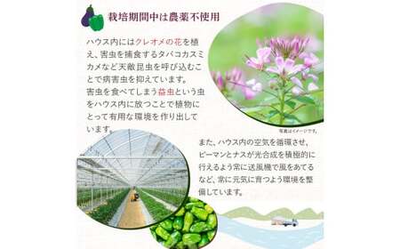 【予約受付】【期間限定】 ピーマン・トロなすセット 2kg（各1kg） 栽培期間中農薬・化学肥料不使用 ／Fms-17 農産物 新鮮 肉厚ピーマン 焼きナス 野菜 大量 農薬不使用 化学肥料不使用