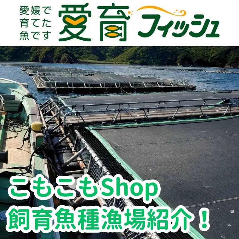 体験 餌やり 漁場 見学 チケット 1時間30分 コース  魚類養殖現場 AI 餌やり 体験 ＆ 漁場 見学 こもこもShop L020-186009