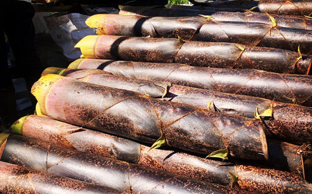 純国産糸島めんま 5個詰め合わせ 糸島市 / 株式会社タケマン メンマ めんま ラーメン [AAQ001]