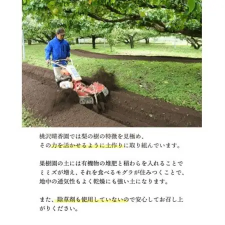 【桃沢晴香園】にっこり梨 約5kg(7玉)【配送不可地域：離島・沖縄県】【1606256】