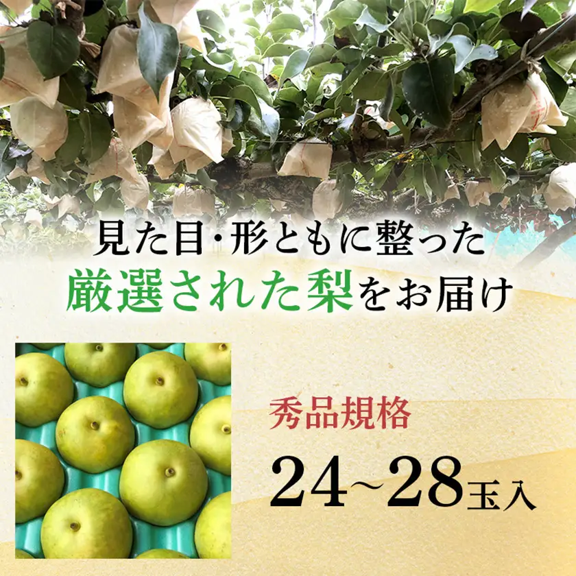 二十世紀梨 9kg(秀24～28玉)【1615462】