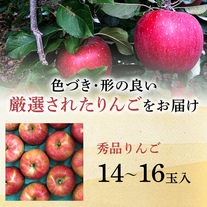 シナノスイート 4.5kg(秀14～16玉)【1615467】