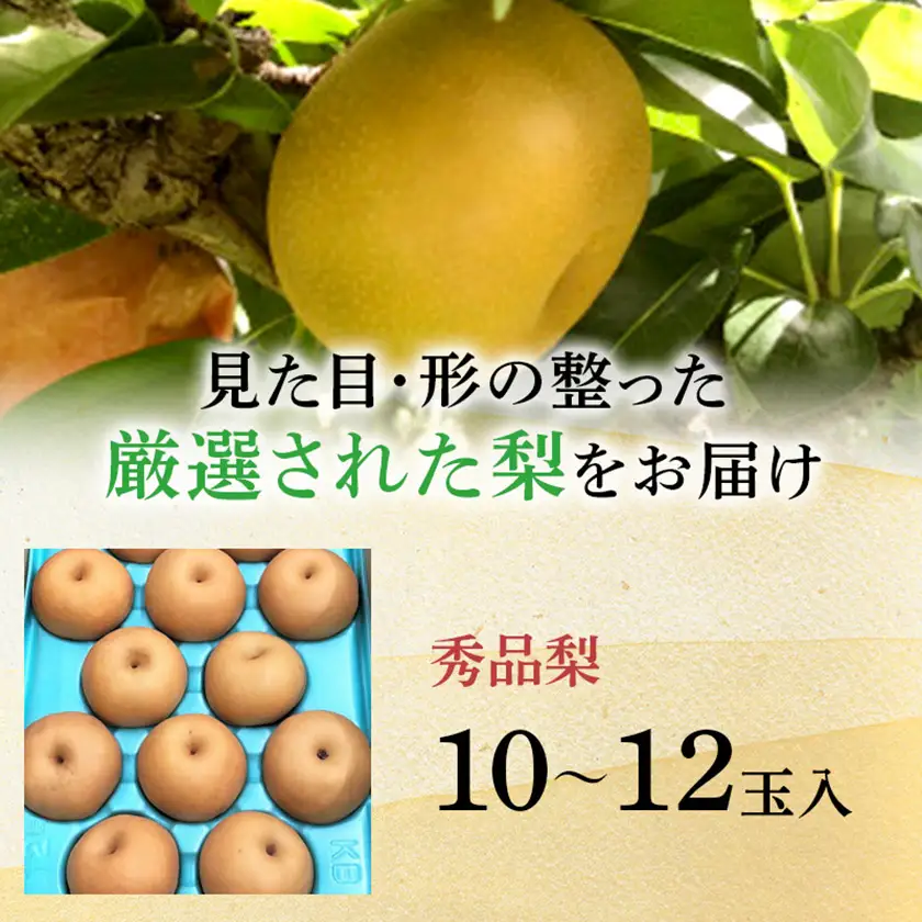 南水梨 4.5kg(秀10～12玉)【1615471】