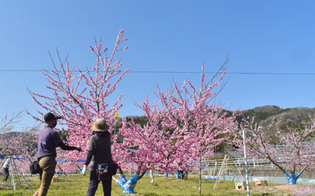 果樹園の人気桃「まどか」ご家庭用 5-7玉 (岡山県産)【KF-A023-03】