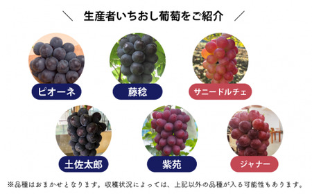 シャインマスカット 岡山県産ぶどう シャインマスカット＆生産者いちおし葡萄2房入計1.0kg～ 【KF-B010-04】