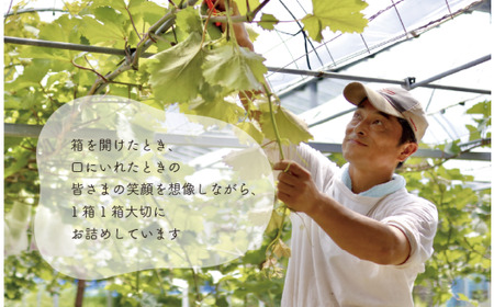 訳あり ぶどう 岡山県産 ご家庭用ぶどう紫苑(しえん)約2.2kg 【KF-B085-03】