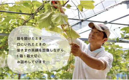 ぶどう 岡山県産 大粒ぶどう藤稔1房600g以上 【KF-B088-03】