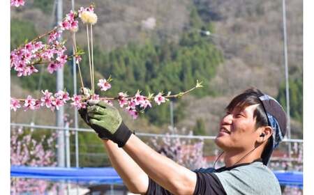 幻の桃、希少品種の「蟠桃(ばんとう)」のリキュール「ほろ酔い紀元」1本(360ml)(岡山県産)【KF-S001-03】
