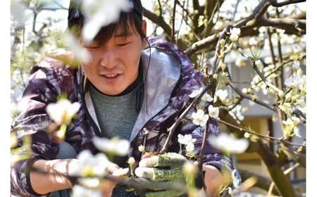あたご梨と山ぶどうのロゼワイン「季節のほほえみ」1本(720ml)(岡山県産)【KF-S002-03】