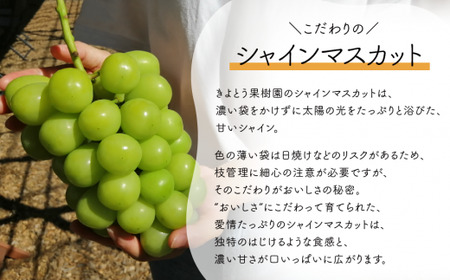 量より質！桃とシャインマスカット、上級品の2回便(定期便) (岡山県産) / 7月9月【KF-T018-04】