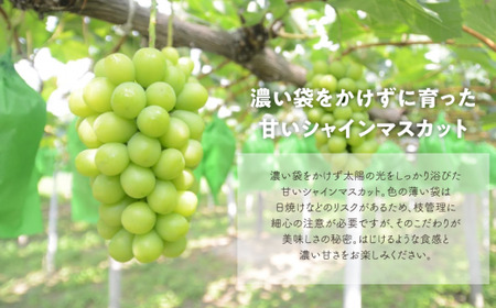 ピオーネとシャインマスカットのずっしり特大2房が届く2回便！ (定期便)(岡山県産)【KF-T040-03】