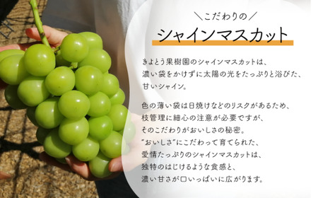おかやまフルーツ便! 桃とシャインマスカットどっちも食べたい便! ２回便 (定期便)(岡山県産)【KF-T048-04】