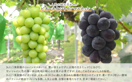量より質！桃(5-7玉)とピオーネ＆シャインマスカット(特大２房)の2回便(定期便)(岡山県産) 2026年先行予約 【KF-T056-04】