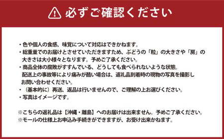 シャインマスカット 2房 計1.2kg 【2026年9月上旬～10月下旬発送予定】 マスカット ぶどう 葡萄 ブドウ 種なし