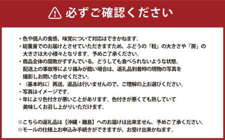 クインニーナ 2～3房 計1.1kg 【2026年9月上旬～10月下旬発送予定】 ぶどう 葡萄 ブドウ 種なし