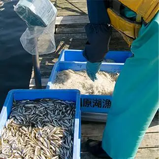 小川原湖産　しらうおの棒寿司　2本　【02408-0123】