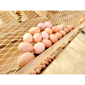 「こだわり新鮮たまご」2パック(20個）＆愛知県産おいしいブランド米(2kg)　セット