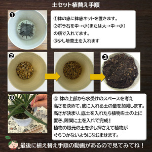 E105 培養土　【植え替え土セット】　観葉植物の土　6号
